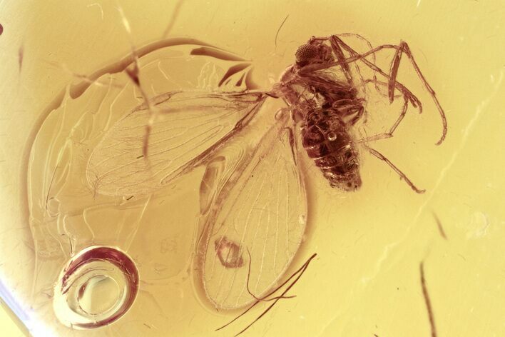 Fossil Moth Fly (Psychodidae) and Leaf In Baltic Amber #330648